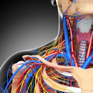 blood-supply-neck-and-shoulder