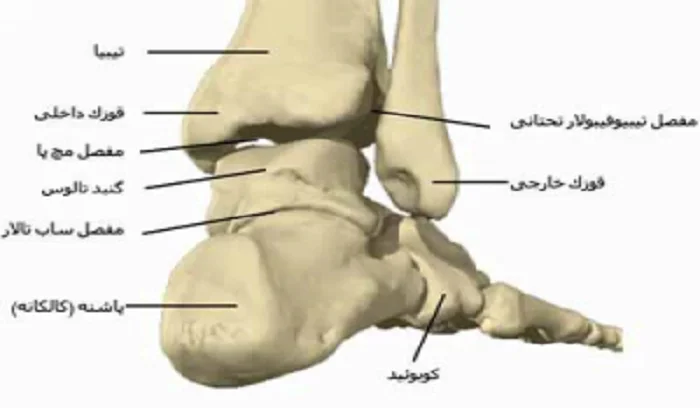 مهمترین علائم سندرم کوبوئید