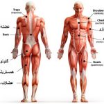 مهمترین و قویترین عضلات بدن