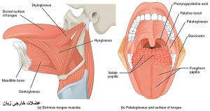 مهمترین و قویترین عضلات بدن زبان