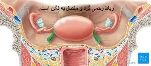 آموزش کارکرد رباط رحمی متصل به لگن