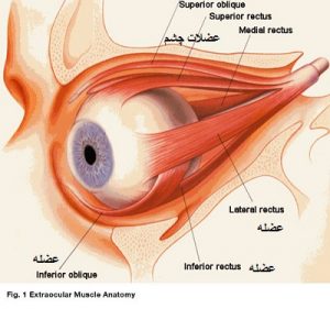 قویترین عضله بدن چشم