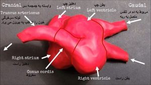 آموزش و توضیح تبدیل ساختار ساده قلب جنین به عضله حلقوی
