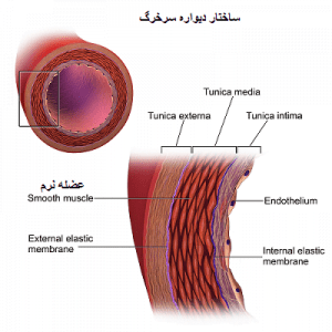 مهمترین و قویترین عضله نرم رگ خونی