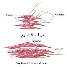 آموزش مهترین نکات بافت نرم رحم