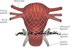 آموزش کارکرد رباط ها و عضلات رحم