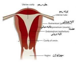 آموزش آناتومی عضلات رحم (سه لایه رحمی)
