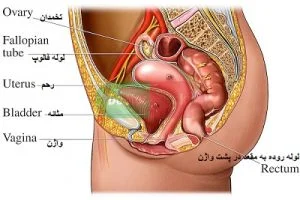 مهمترین نکات درباره عضلات رحم در کف لگن و متصل به مثانه و لوله روده