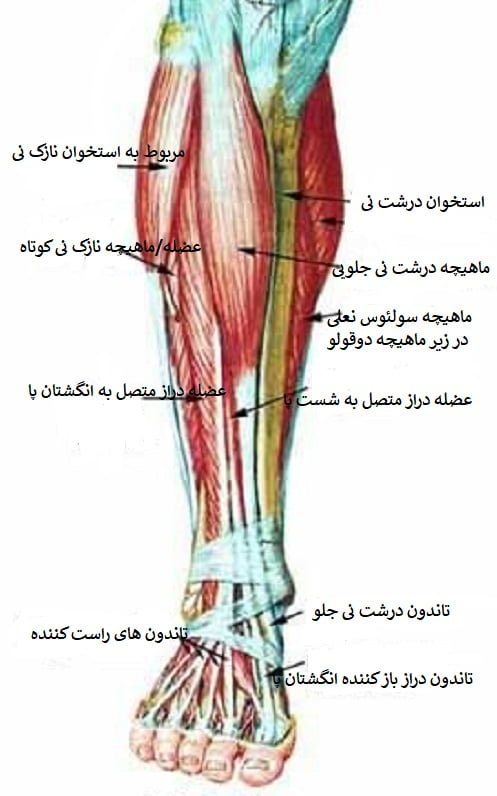 آناتومی ساق پا 